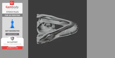 3D model of a T-Rex skull, showing detailed jaw and teeth structure for printing.