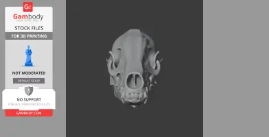 A 3D model of a Takin skull, front view, with prominent horns and detailed bone structure.