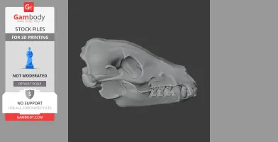 3D model of a takin skull with detailed bone structure for 3D printing.