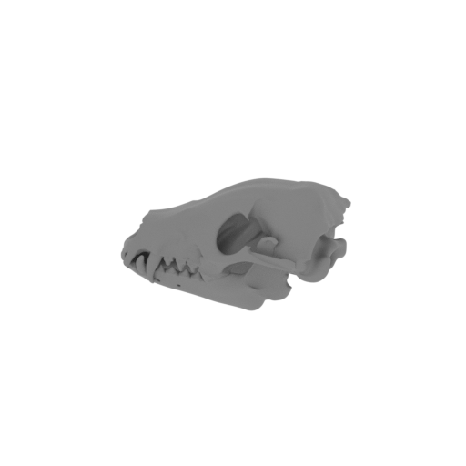 Takin Skull.stl