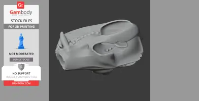 Tasmanian Devil skull 3D model, side view, for 3D printing. Detailed bone structure visible.