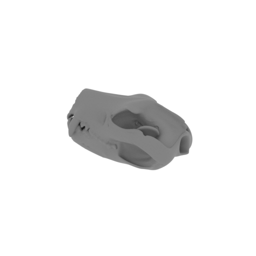 Tasmanian Devil Skull.stl