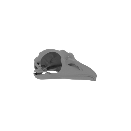 Tawny Frogmouth Skull.stl
