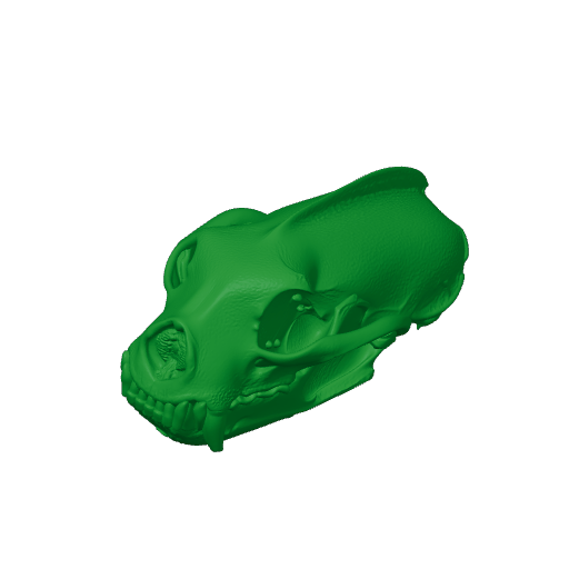 Tayra Skull.3mf