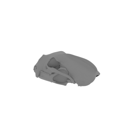 Tayra Skull.stl