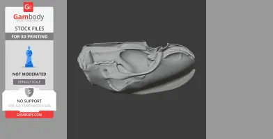 3D model of a detailed Tayra skull, side view, in grayscale for 3D printing.