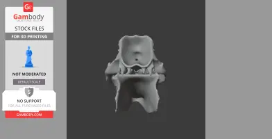 Sumatran Rhinoceros Skull - Skull Replica STL