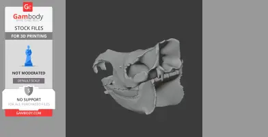 Sumatran Rhinoceros Skull - Skull Replica STL