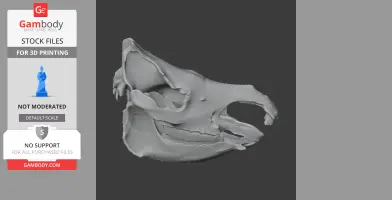 Sumatran Rhinoceros Skull - Skull Replica STL