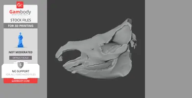 Sumatran Rhinoceros Skull - Skull Replica STL