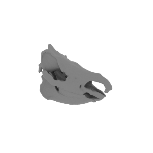 Sumatran Rhinoceros Skull.stl