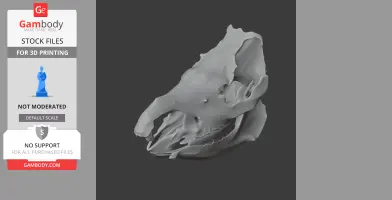 Sumatran Rhinoceros Skull - Skull Replica STL