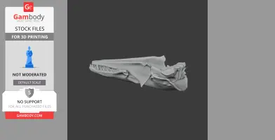Tenrec Skull - Skull Replica STL