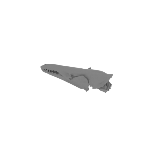Tenrec Skull.stl