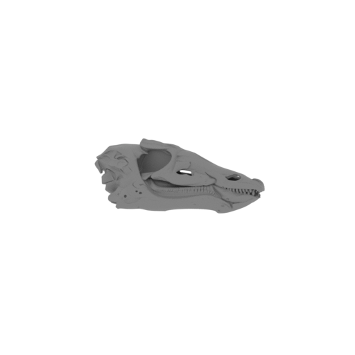 Thescelosaurus Skull.stl