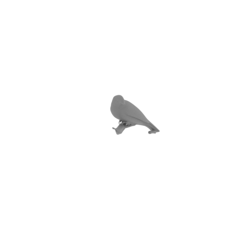 Bamenda apalis.stl