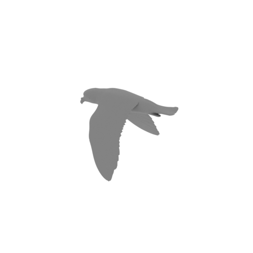 Band-rumped storm petrel.stl