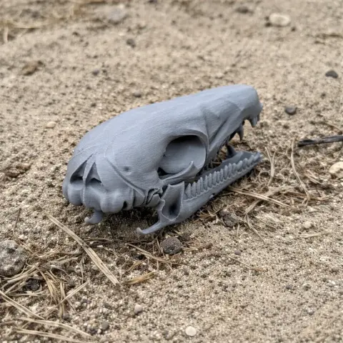 3D printed gray skull model of a Swamp Antechinus on sandy ground.