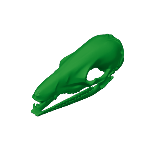 Swamp Antechinus Skull.3mf