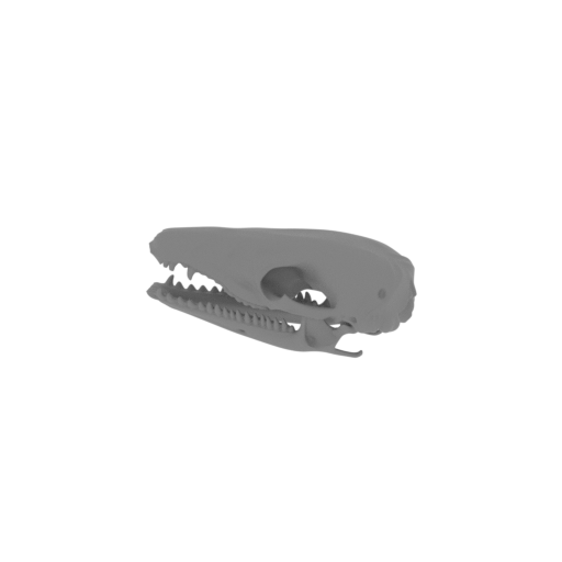 Swamp Antechinus Skull.stl