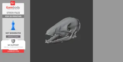 Swamp Antechinus Skull - Skull Replica STL