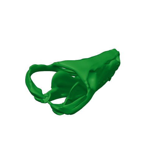 Thrinaxodon Skull.3mf