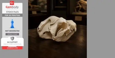 Thylaconus Skull - Skull Replica STL