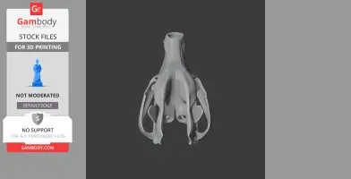 Thylaconus Skull - Skull Replica STL