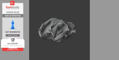 Thylaconus Skull - Skull Replica STL