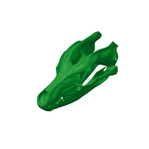 Thylaconus Skull.3mf