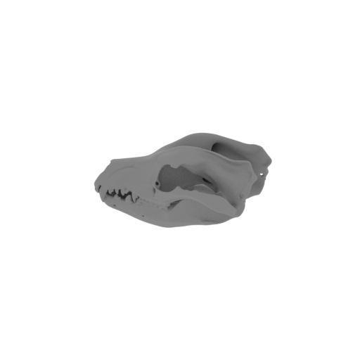 Thylaconus Skull.stl