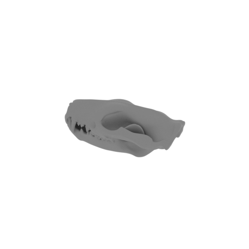 Tiger Quoll Skull.stl