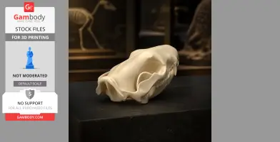 Tiger Quoll Skull - Skull Replica STL