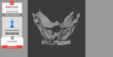 Tiger Shark Skull - Skull Replica STL