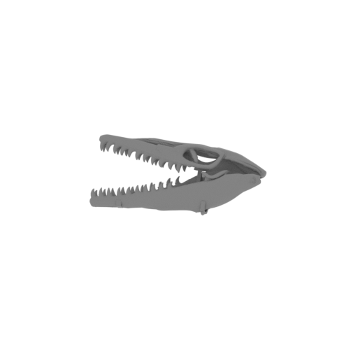 Timurlengia Skull.stl