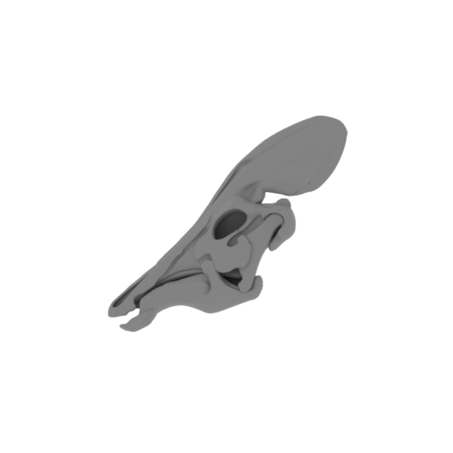 Tlatolophus Skull.stl