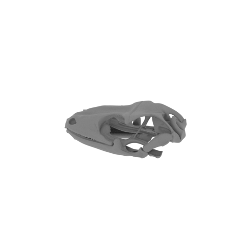 Tokay Gecko Skull.stl