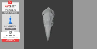 Top view of Titanis walleri (Terror Bird) skull 3D model, showcasing elongated beak and detailed contours.