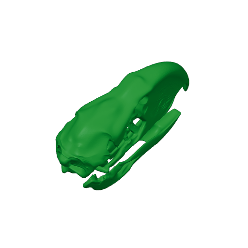 Titanis walleri (Terror Bird) Skull.3mf