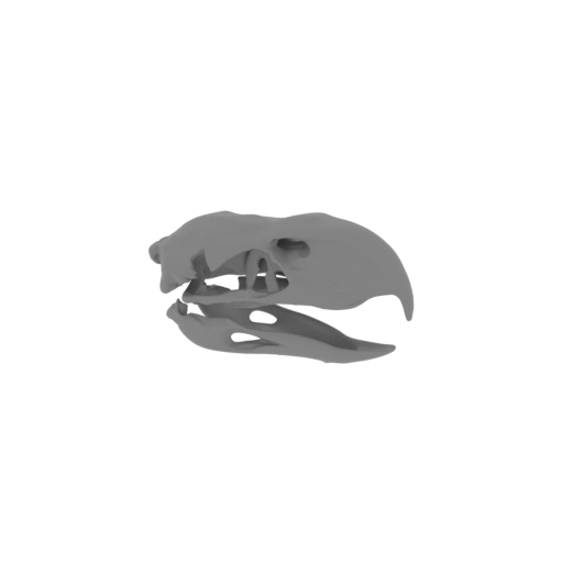 Titanis walleri (Terror Bird) Skull.stl