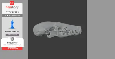 3D model of a Townsend's mole skull, side view, designed for 3D printing.