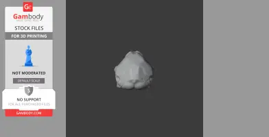 3D model of a Townsend's mole skull for 3D printing; frontal view with detailed structure.