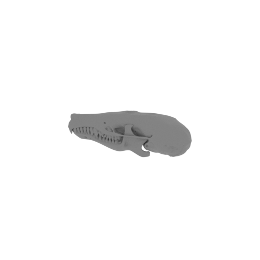 Townsend's Mole Skull.stl