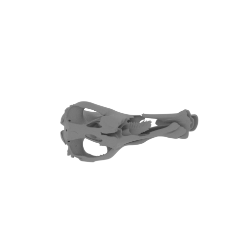 Toxodon platensis Skull.stl