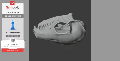 Tree Shrew Skull - Skull Replica STL