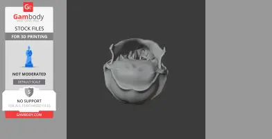 Tree Shrew Skull - Skull Replica STL