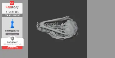 Tree Shrew Skull - Skull Replica STL
