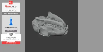 Tree Shrew Skull - Skull Replica STL