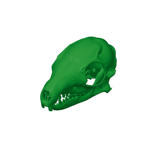 Tree Shrew Skull.3mf