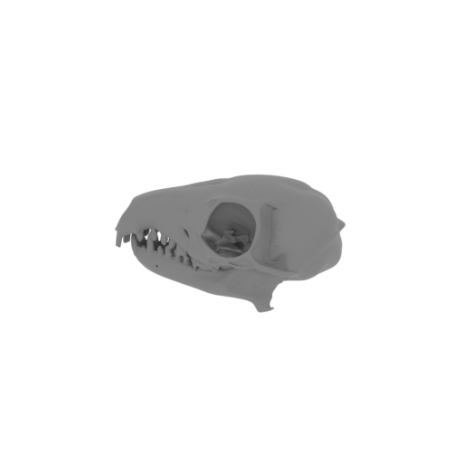 Tree Shrew Skull.stl